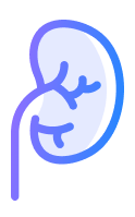 Kidney